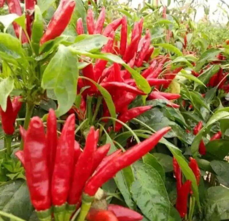 HẠT ỚT CHỈ THIÊN CHÙM gói 1 gram