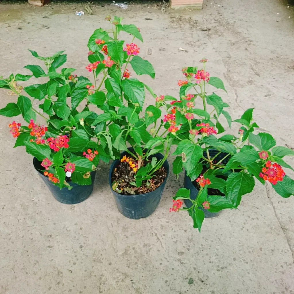 Hoa ngũ sắc đỏ ( hoa trâm ổi đỏ)