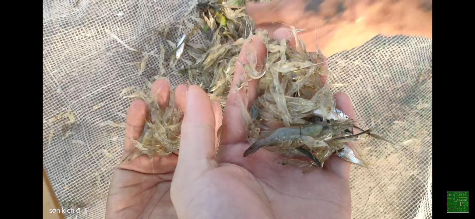 Te bắt tép tôm cá nhỏ,xiếc tôm tép(chú ý chỉ bán lưới)