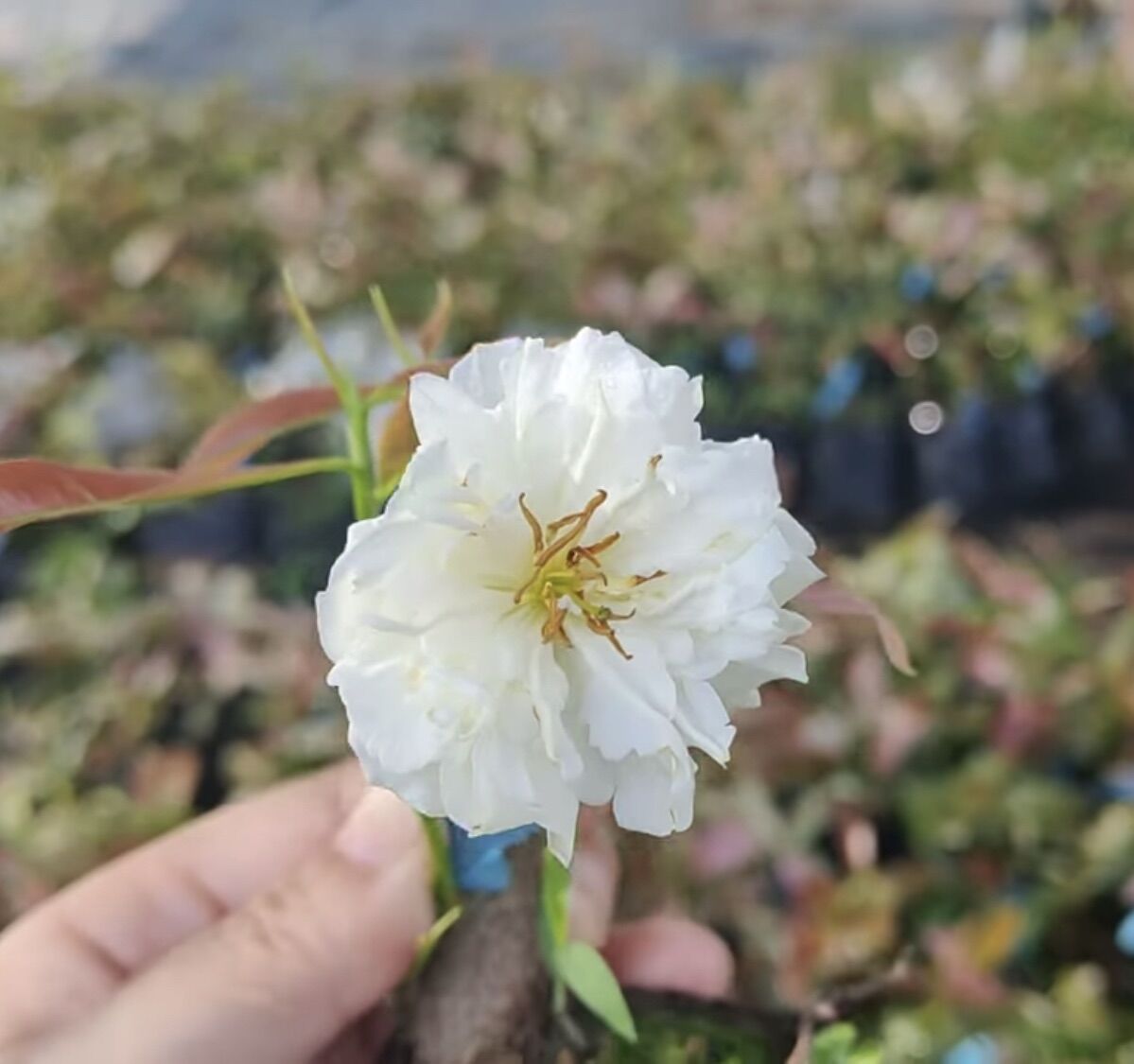 CÚC BẠCH MAI cây mai vàng đột biến (giống siêu hiếm, nên sưu tầm)