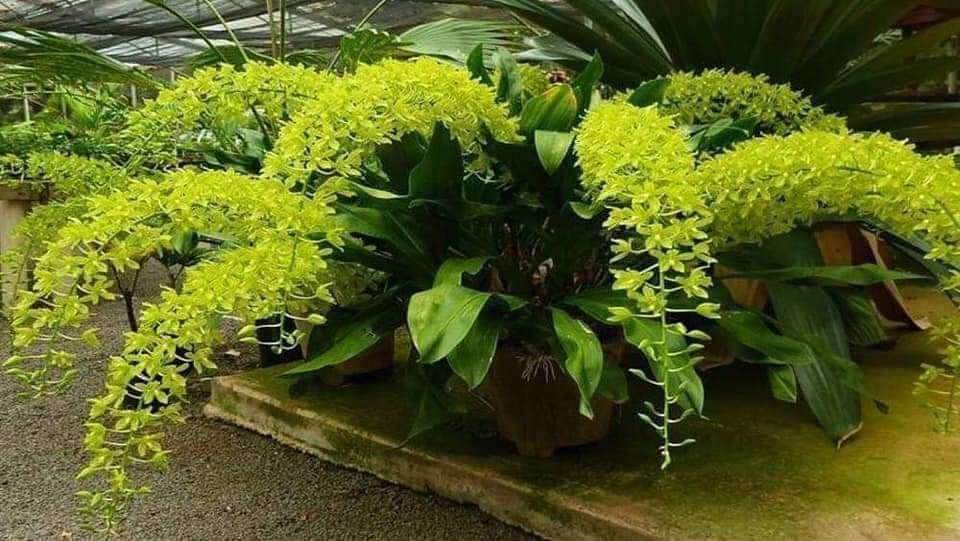 Hoàng hậu xanh cây giống