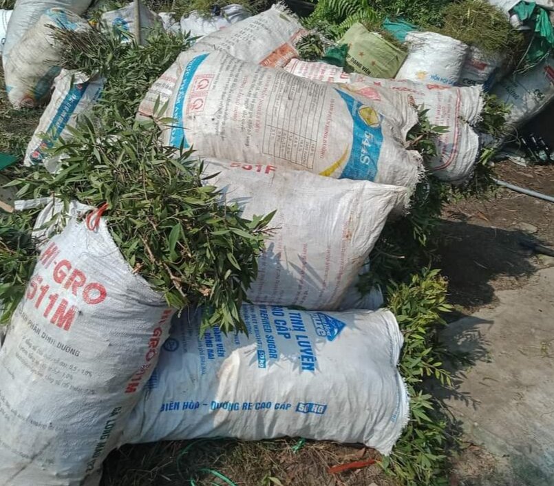 TINH DẦU TRÀM GIÓ NGUYÊN CHẤT