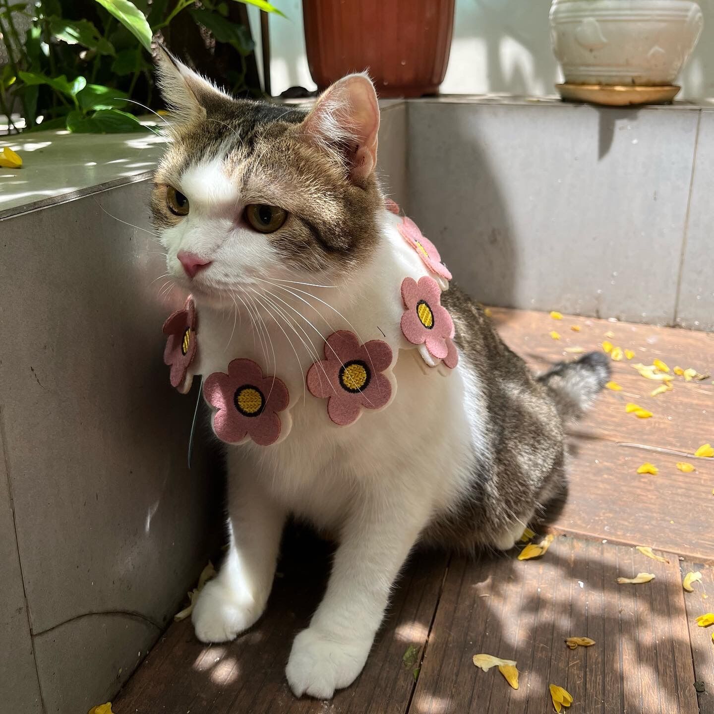 ✨✨ Yếm đeo cổ cho chó mèo cute ✨✨