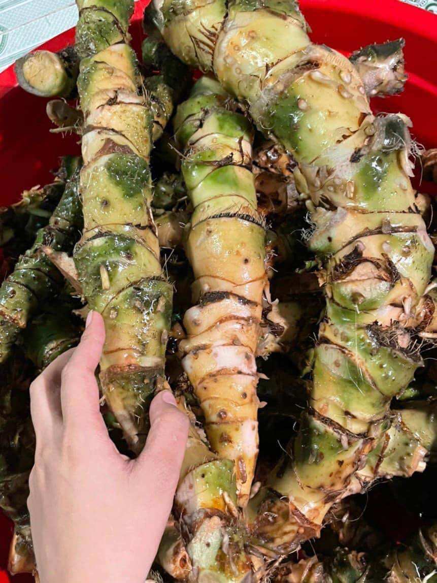 Củ móp gai tươi combo 6kg tiết kiệm
