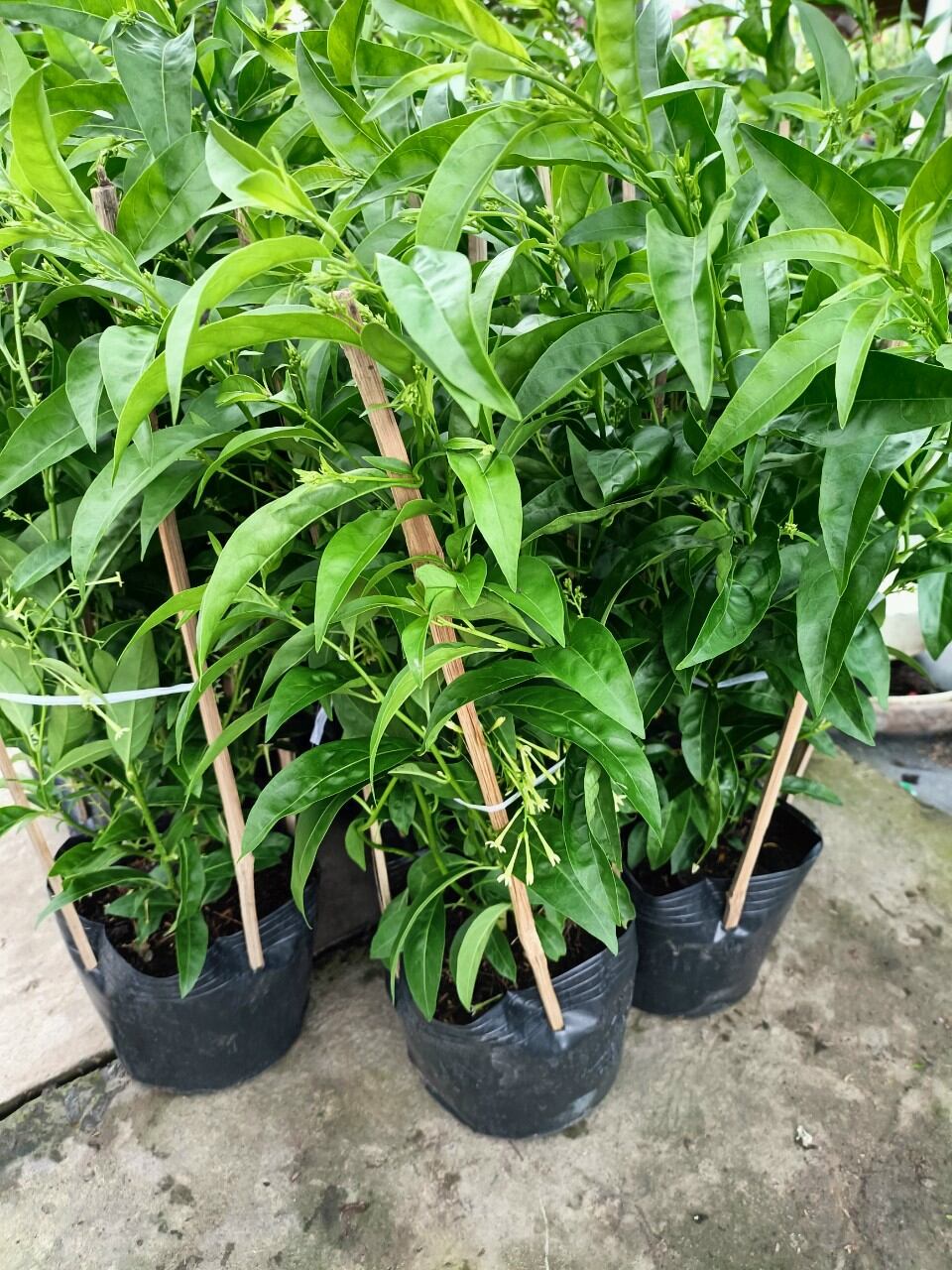 cây dạ lý hương hoa thơm