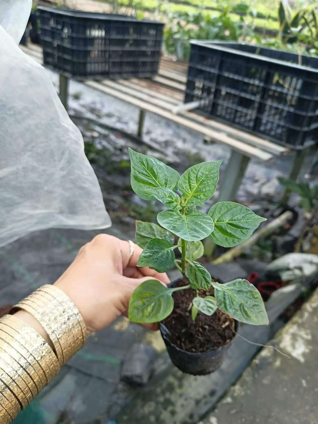 10 cây giống ớt peru