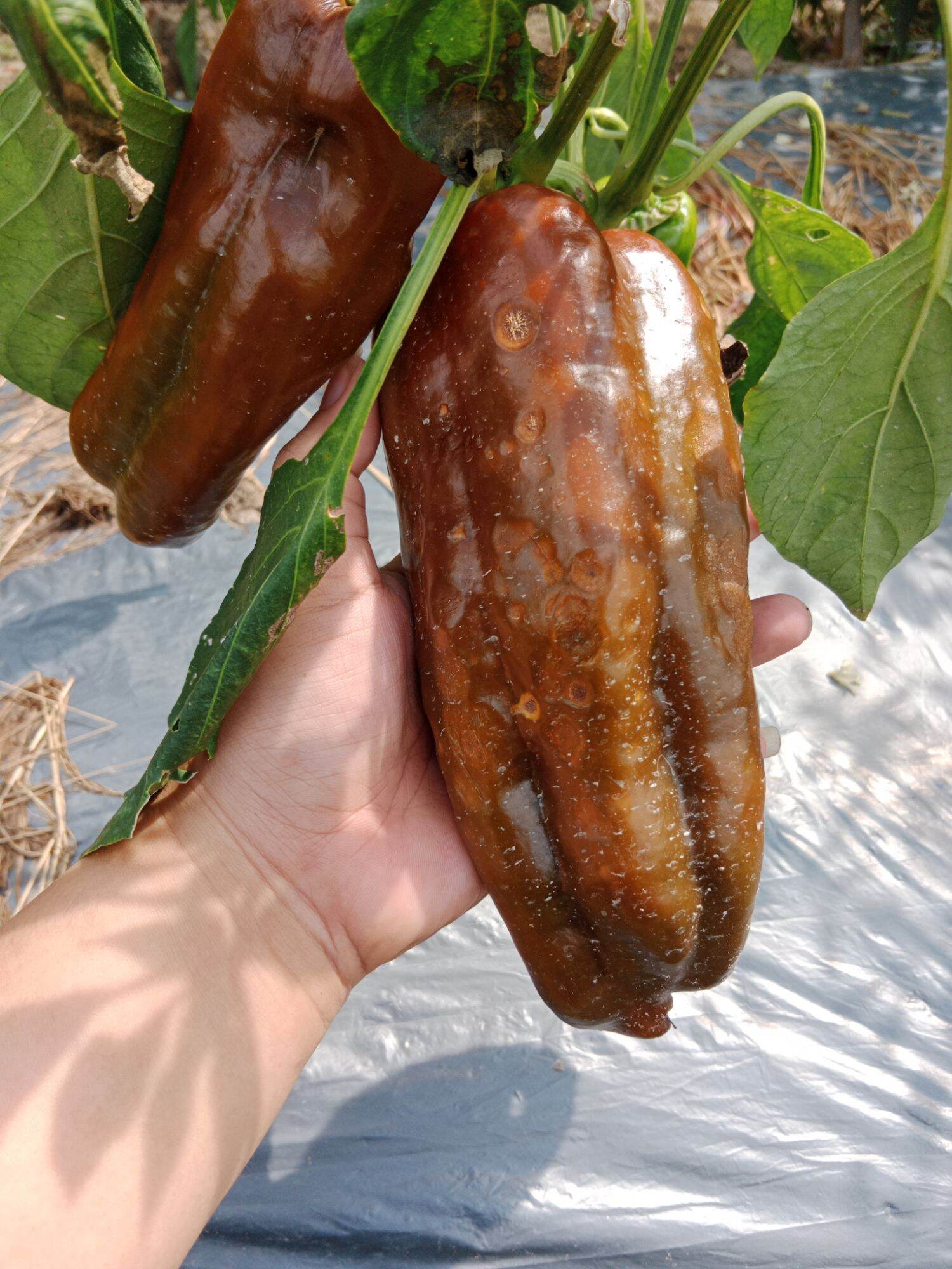 Hạt giống ớt sừng bò socola khổng lồ