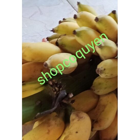 cây giống chuối xiêm đen