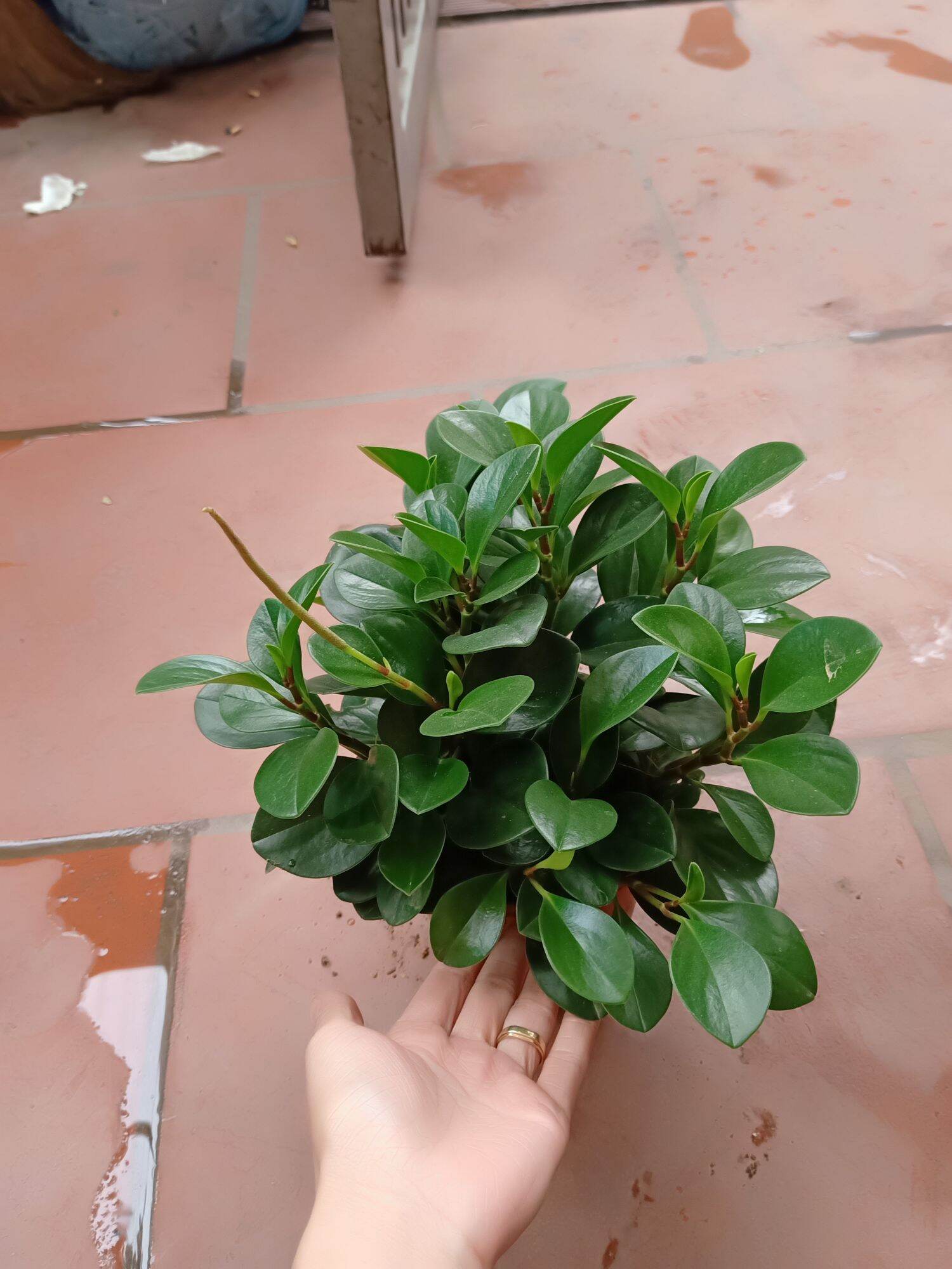 Cây trường sinh