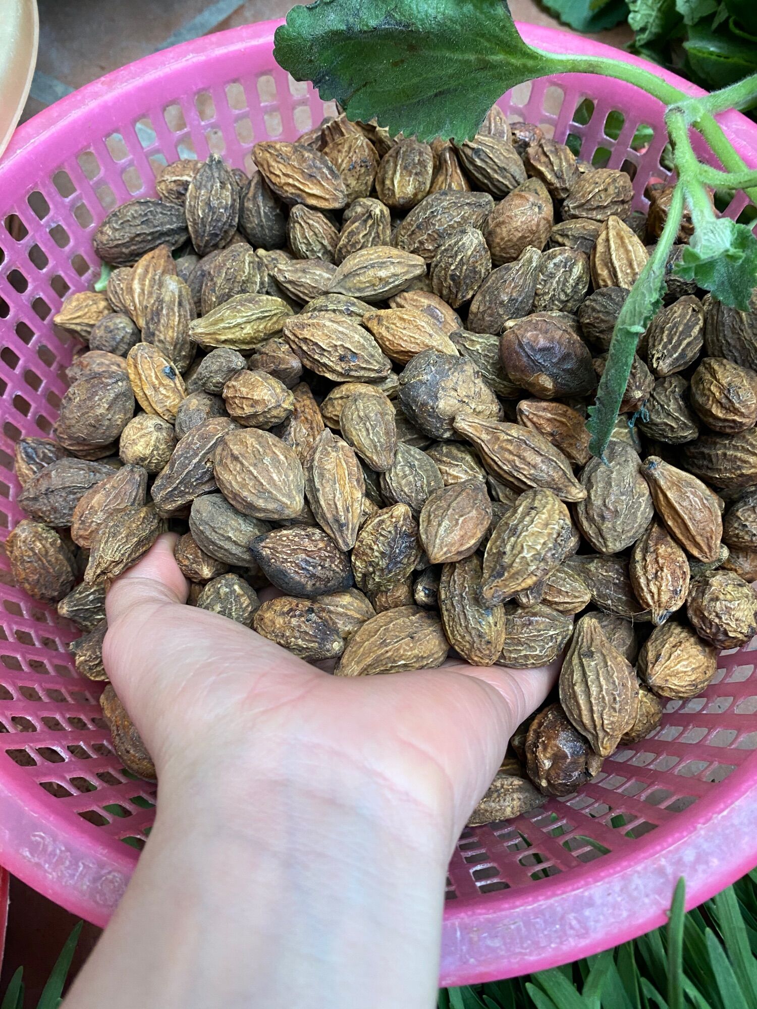 Siro Ho Húng chanh