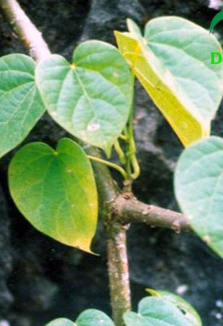 1Kg Dây đau xương tươi