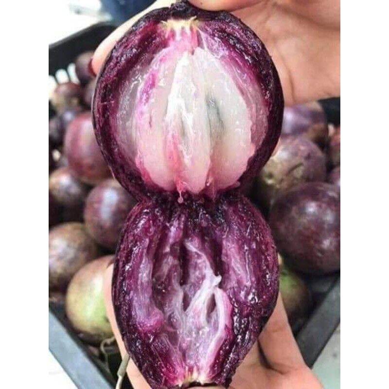 cây giống Vú Sữa  Mika....chuẩn giống