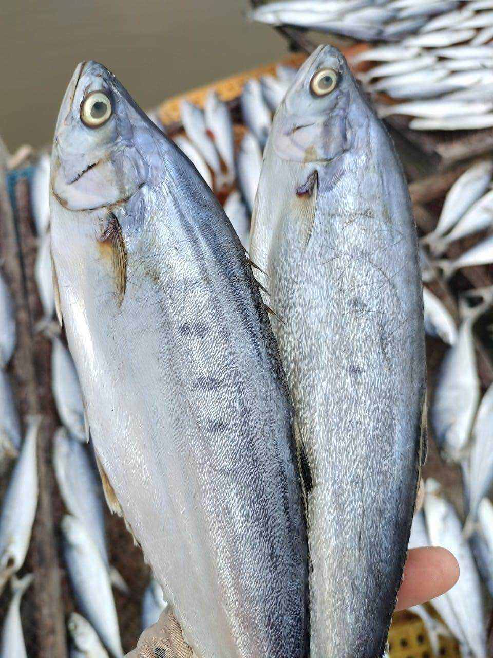 Khô cá bè trang Phú Quốc vị mặn vừa ăn bịch 500gram