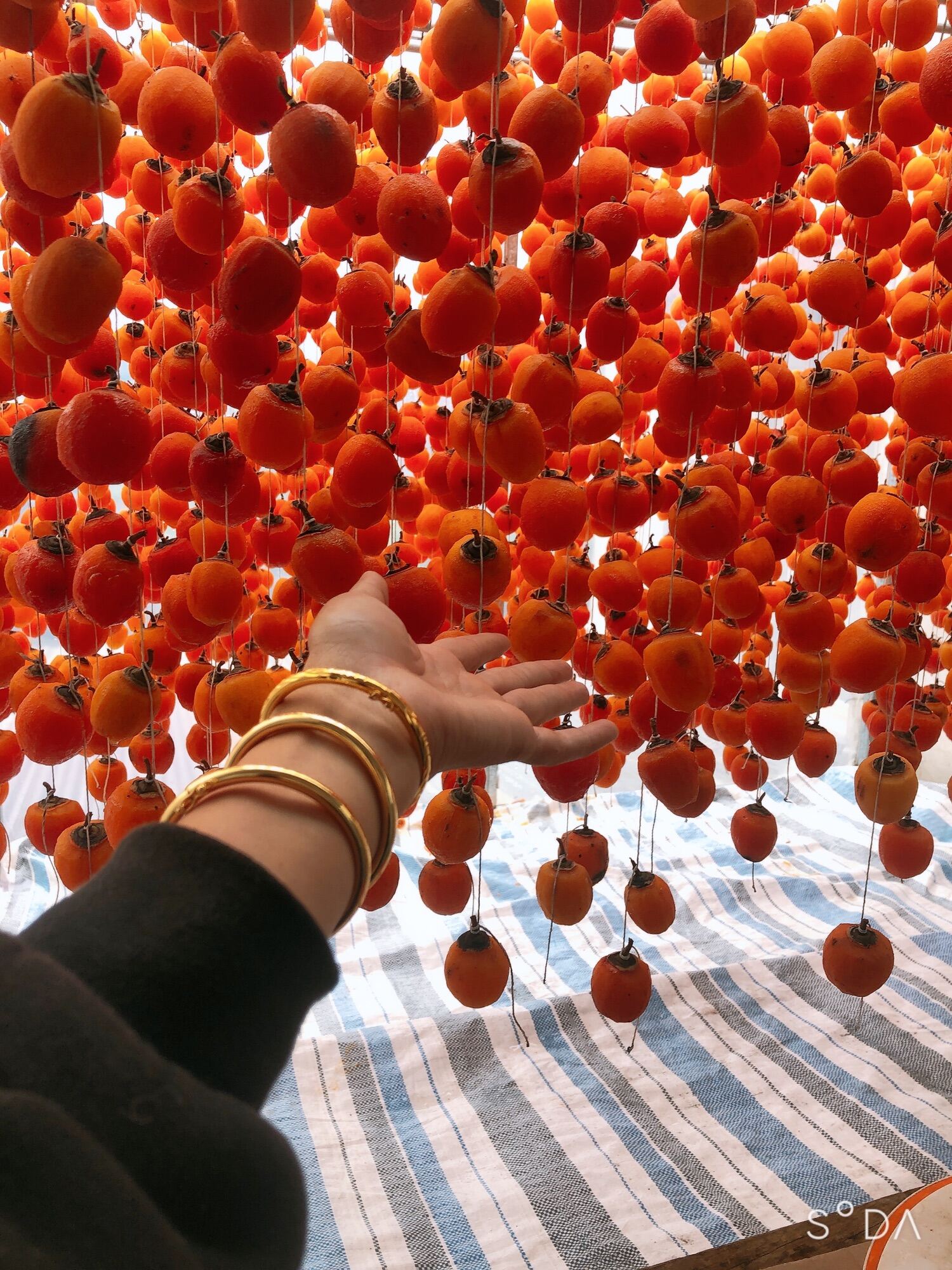 HỒNG TREO GIÓ Đà Lạt công nghệ Nhật Bản