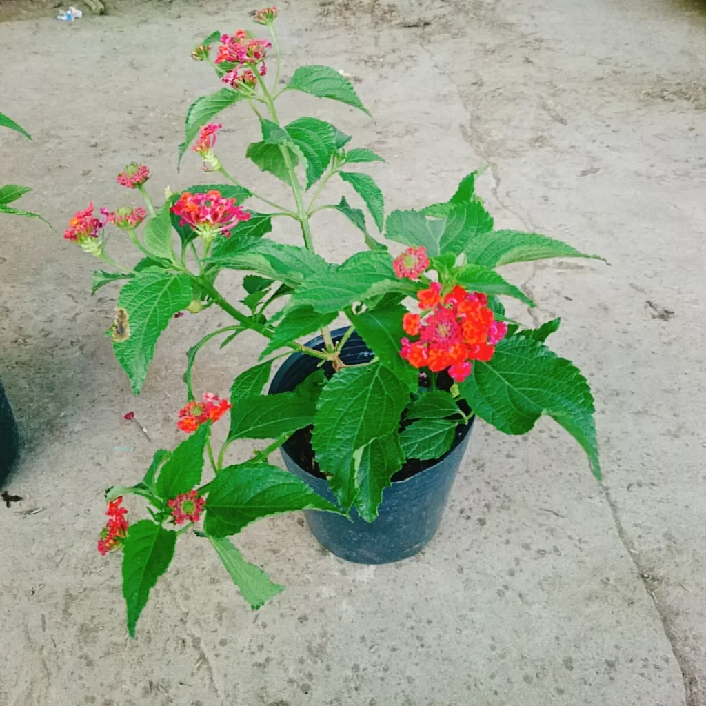 Hoa ngũ sắc đỏ ( hoa trâm ổi đỏ)