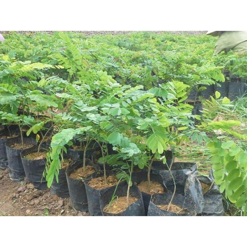 1 KG HẠT GIỐNG CẨM LAI ĐỎ [ Hạt tuyển chọn với tỷ lệ nảy mầm cao > 95% ]