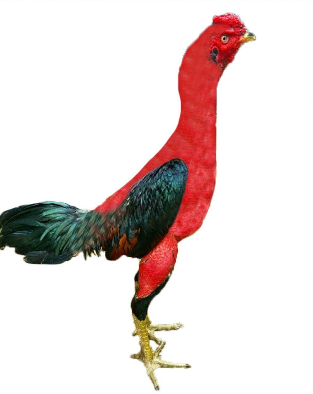 Gà tập lực gà đá, gà thú bông, gà đá 3D, gà thú bông 3D, gà nòi