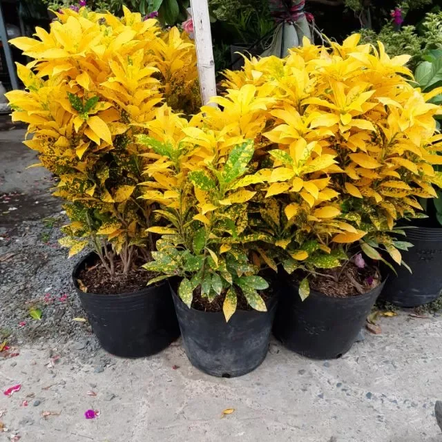 cây lá vàng bạc