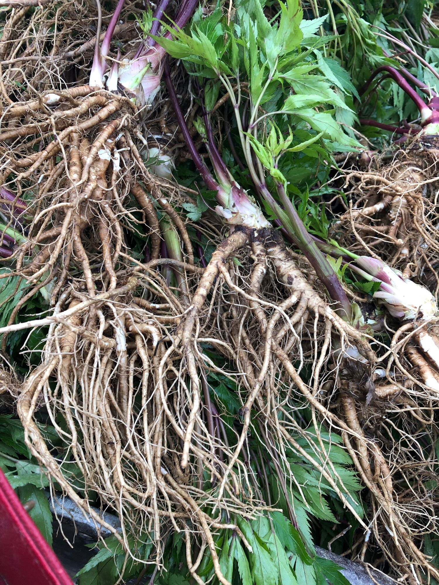 Sâm đương quy tươi Ship từ 2kg 150k