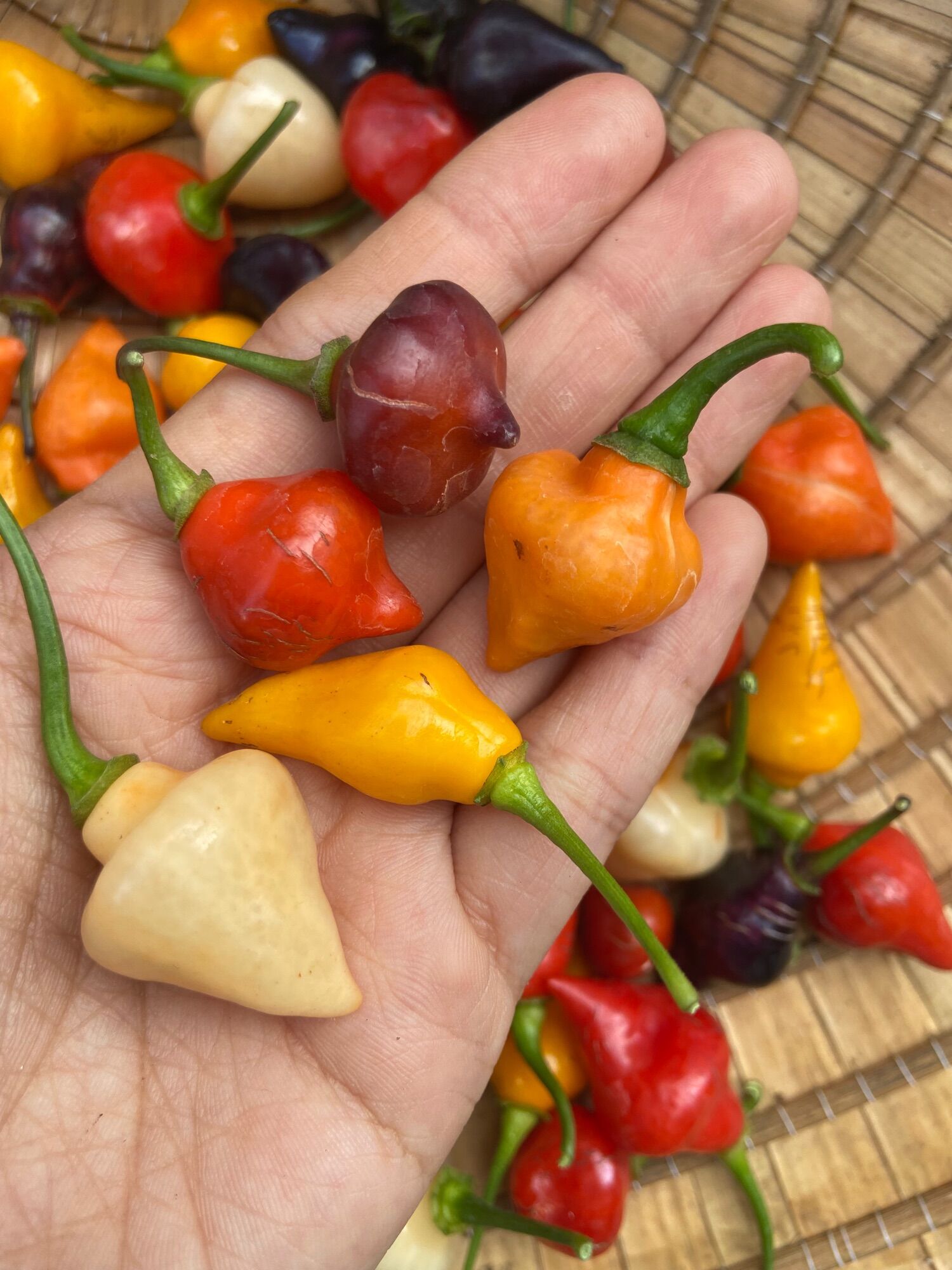 Combo 8q ớt ngọt cherry nhiều màu (đỏ, cam, vàng, hồng, tím)