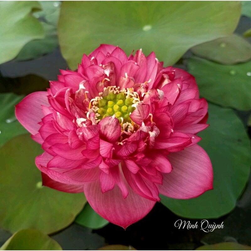 Củ sen Rosy sunshine