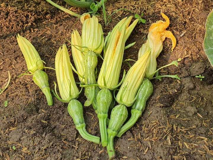 Hạt giống bí siêu nụ