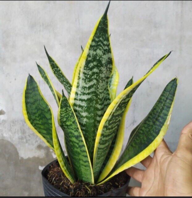 Cây lưỡi hổ thái lùn