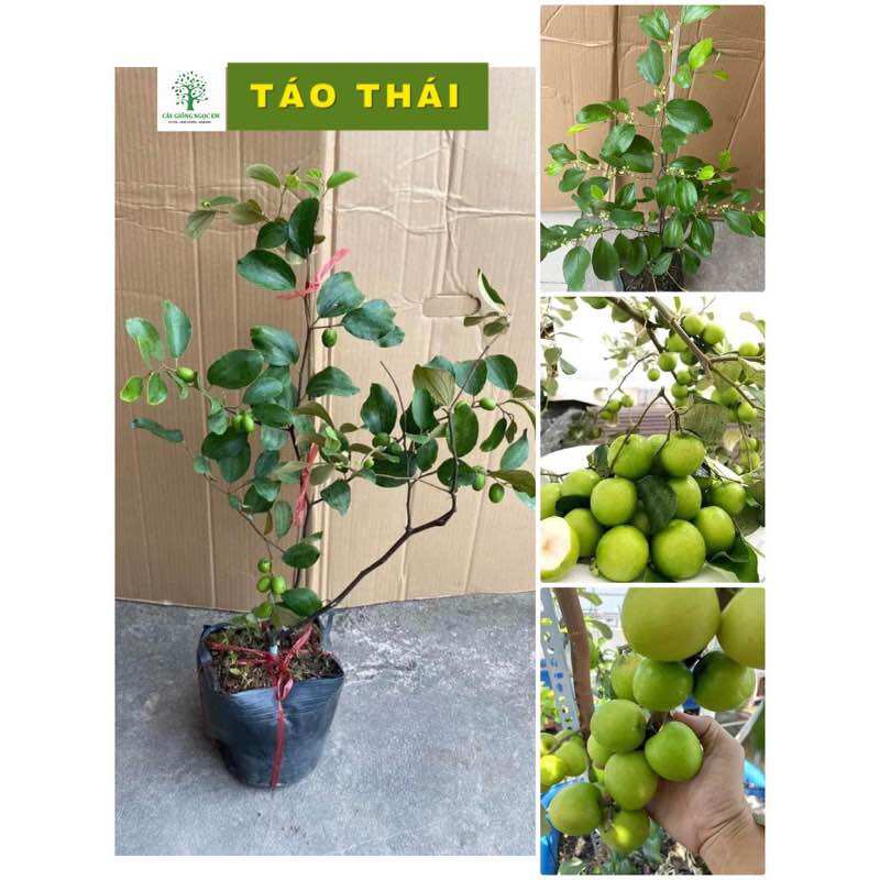 Cây táo thái sẵn quả, nhanh trái trái to, ngon và ngọt