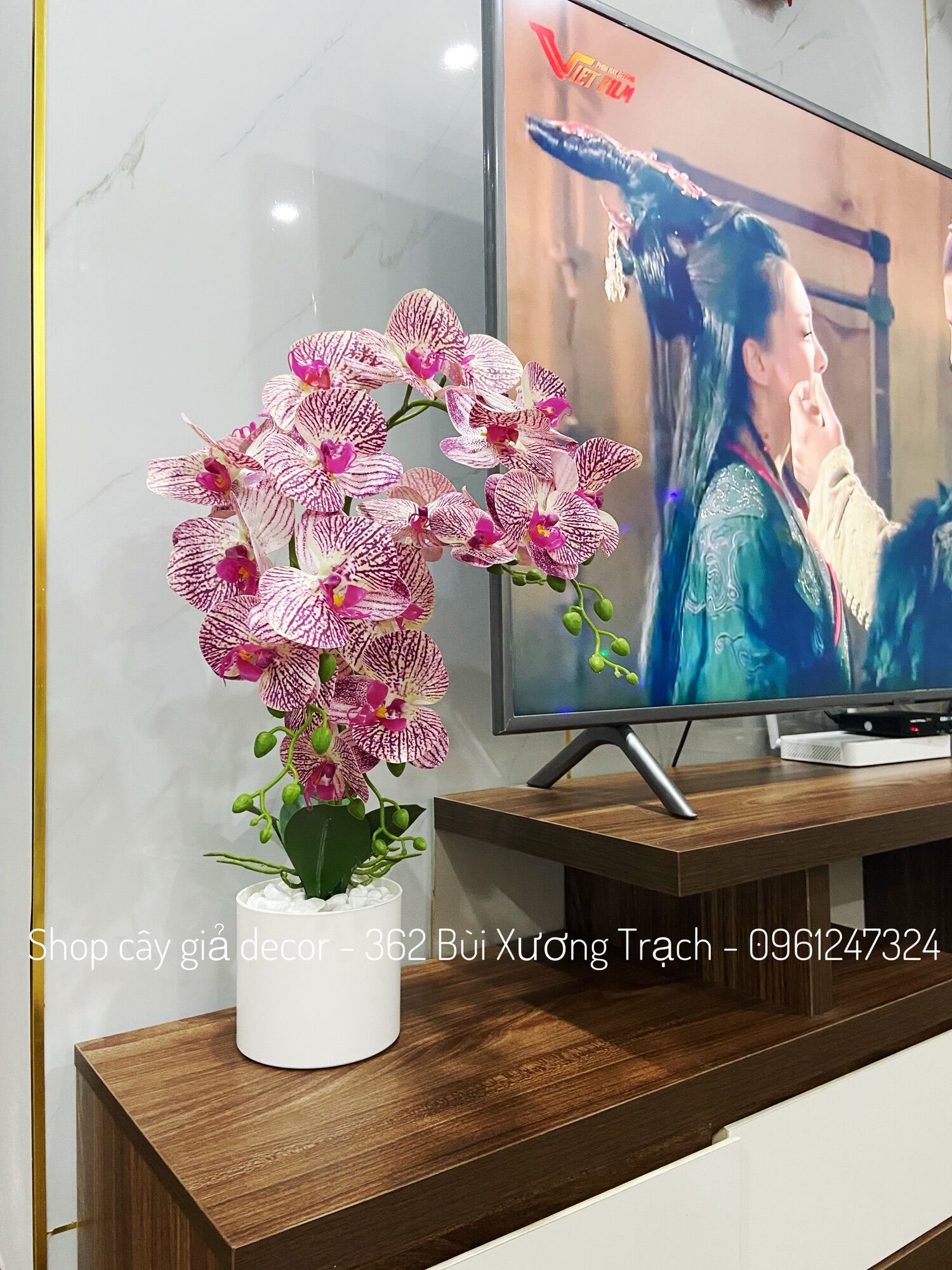 Combo hoa lan cao su + chậu + sỏi y hình - hoa lụa decor