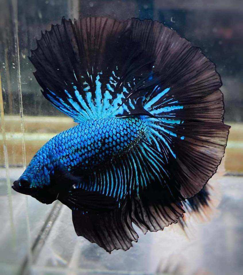 🌹 BETTA 🌹 koi Nemo glx ( làm giống tốt )