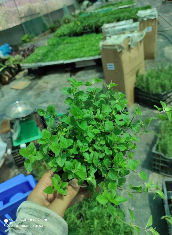 Cây Kinh giới dại