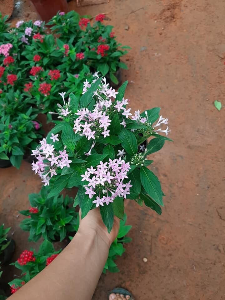 Cây hoa diễm châu chịu nắng tốt