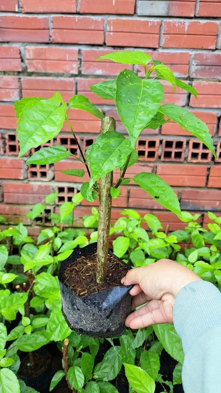 cây giống 1 cây lá cách có bầu đất y hình