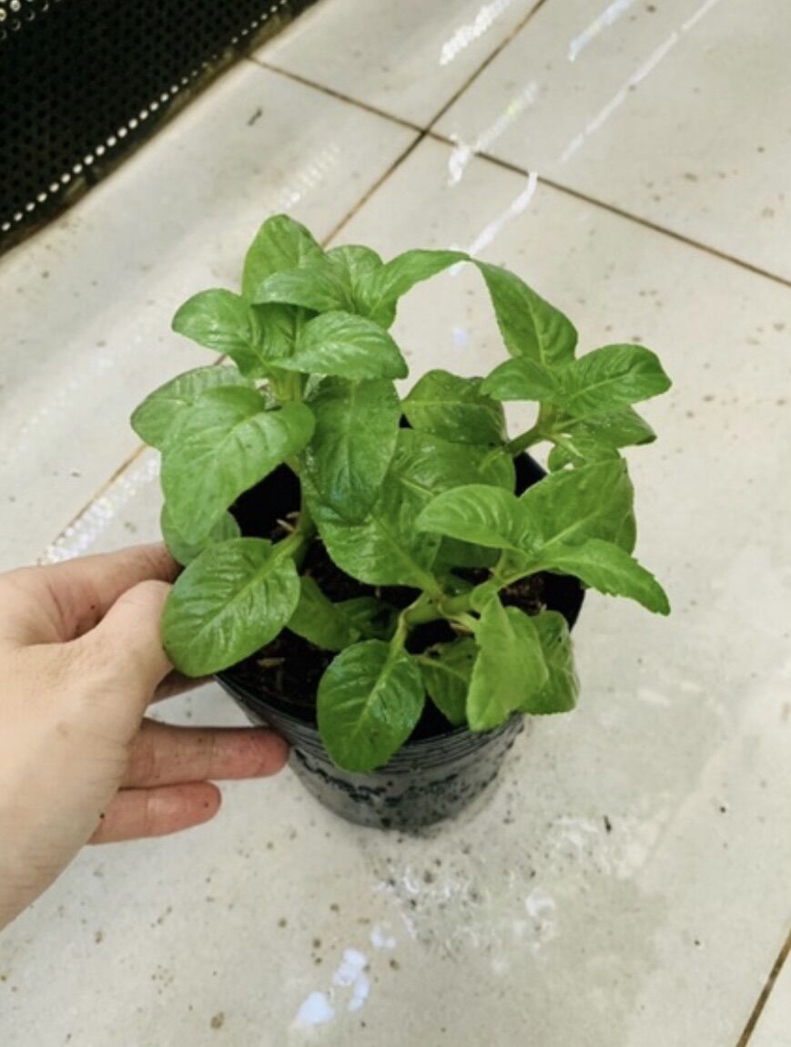 Chậu cây rau xá xị / quế vị