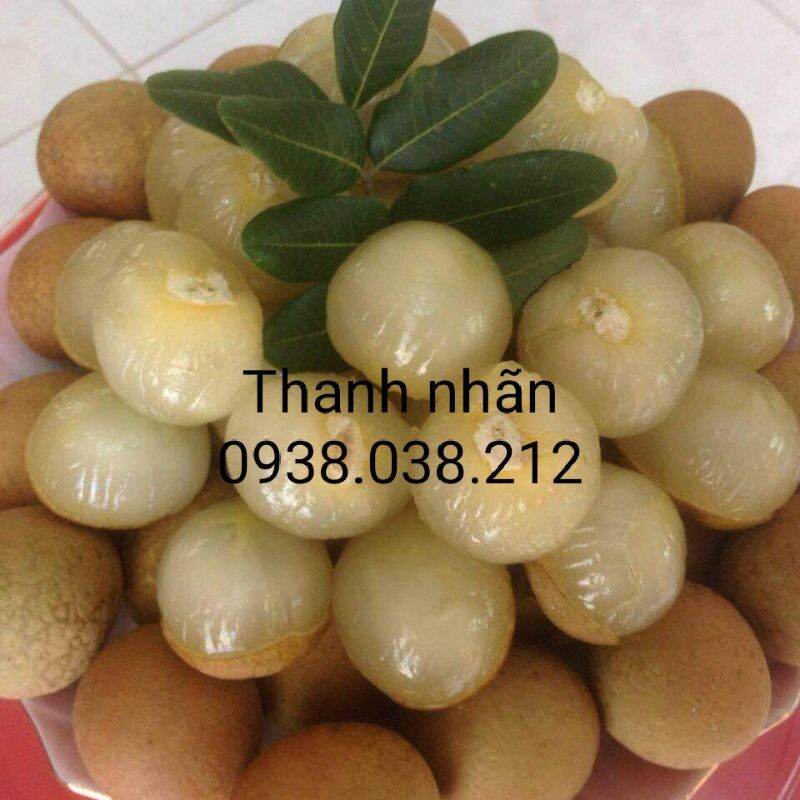 CÂY GIỐNG THANH NHÃN ( CÂY ĐẸP , CHUẨN F1 )