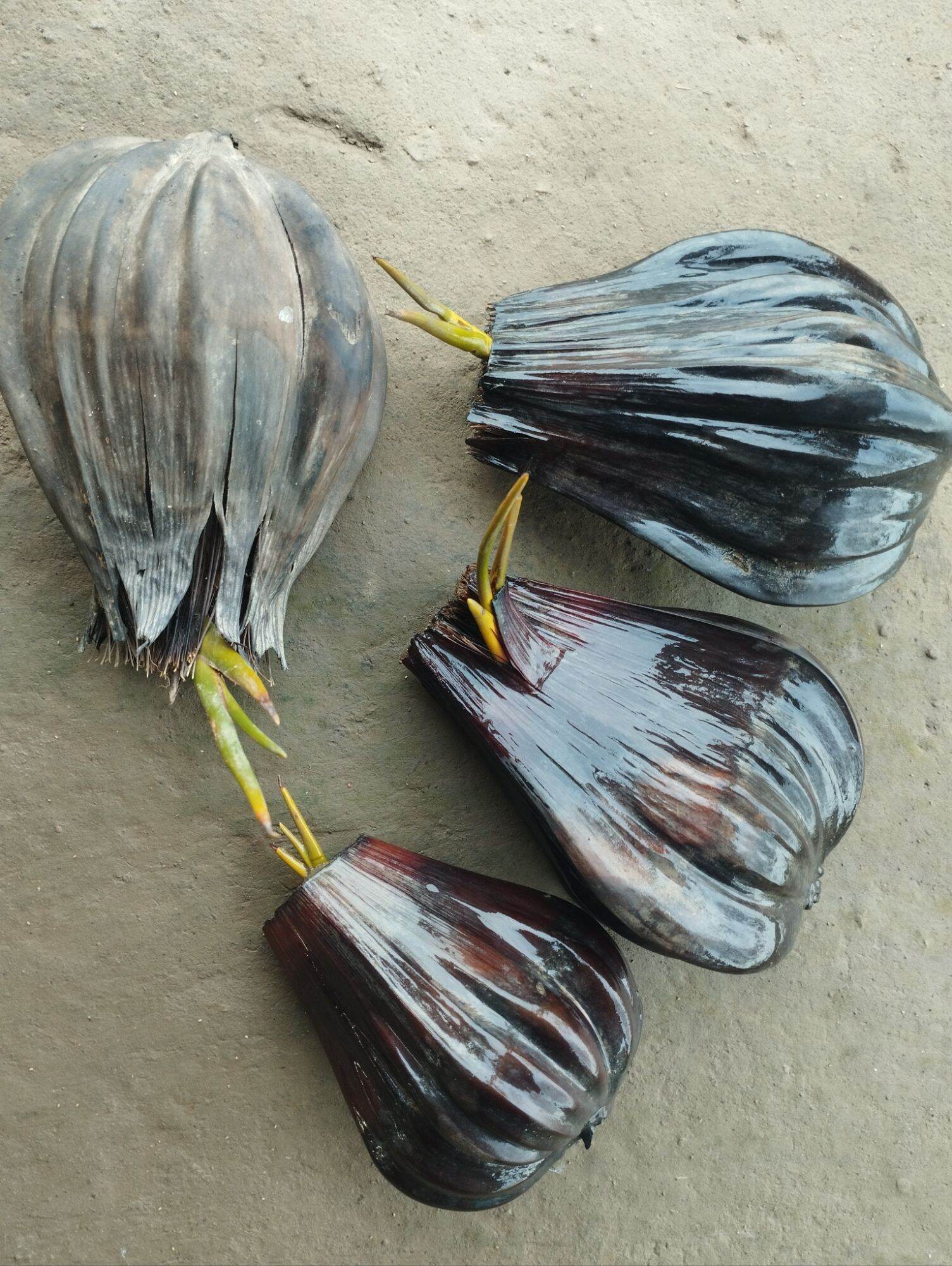 Cây dừa nước con đã mọc mầm dùng trang trí