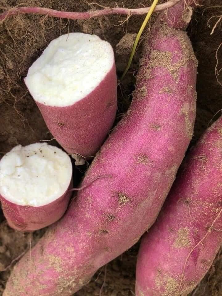 Combo 3kg Khoai Lang Campuchia (Khoai lang hồng đào)