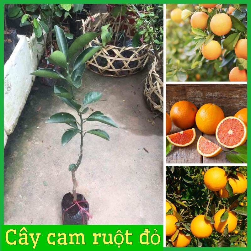 Cây giống Cam cara ruột đỏ
