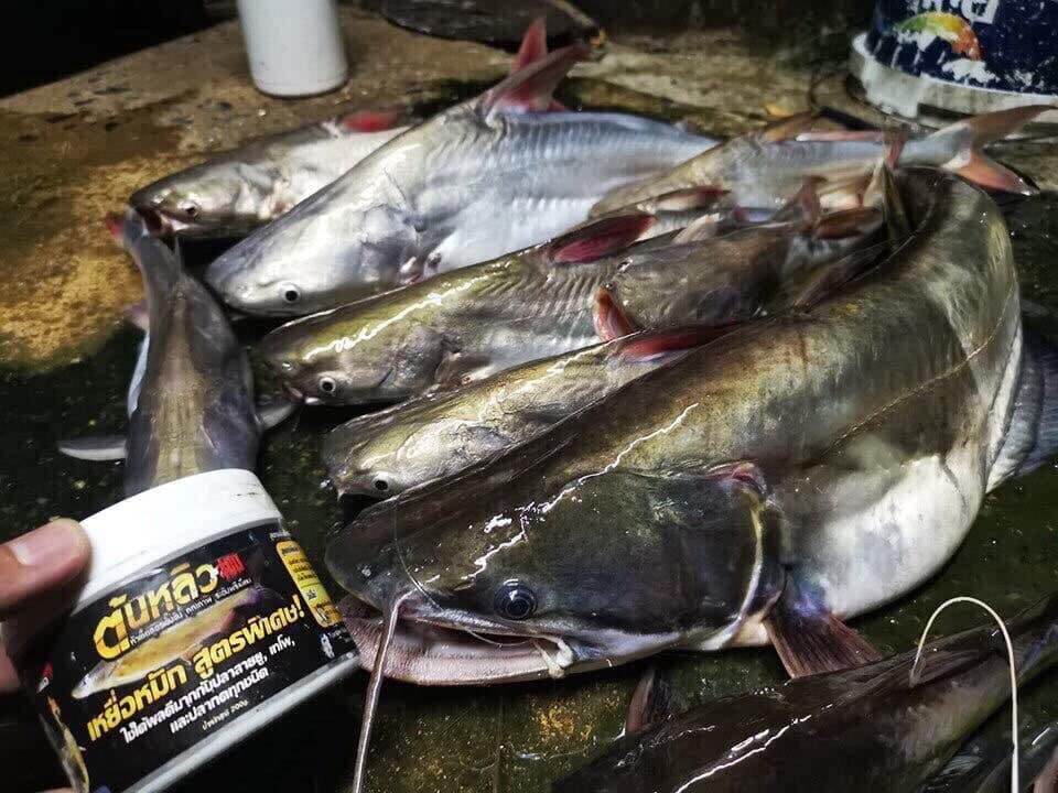 MỒI CÂU CÁ LĂNG THAILAND