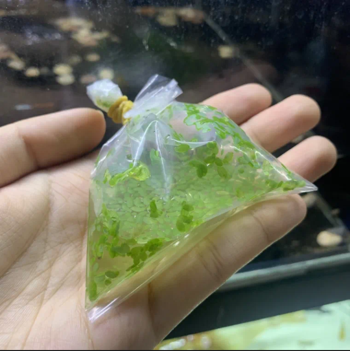Bèo Cám Thủy Sinh 100g 10k