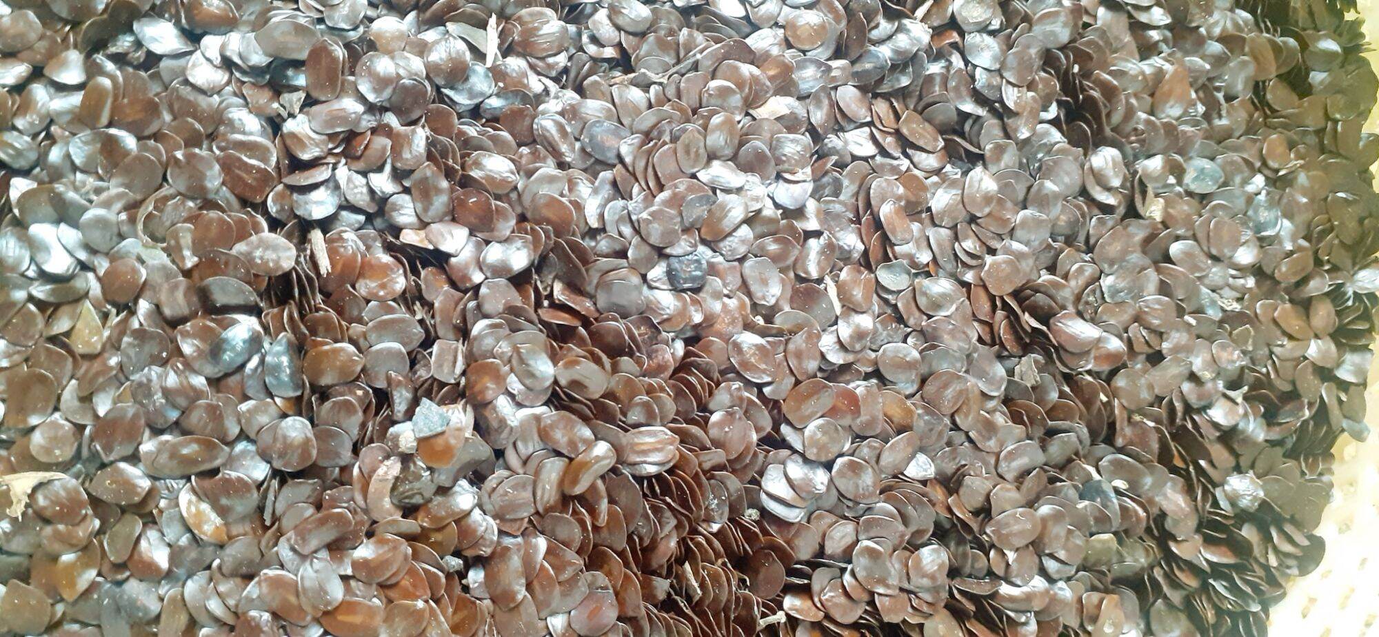 1kg hạt muồng đen giống