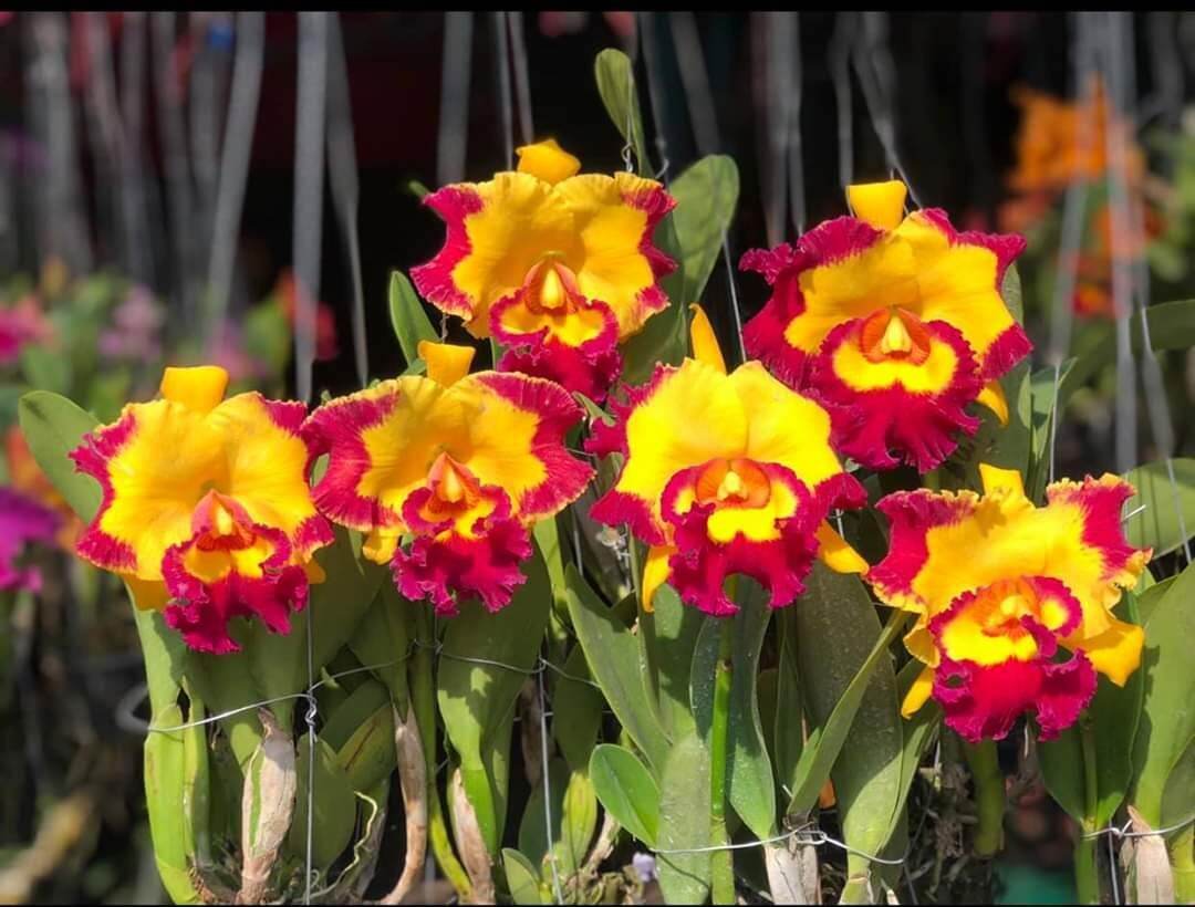 hoa lan CATTLEYA VUA SƠN CƯƠNG. chậu trưởng thành chưa hoa