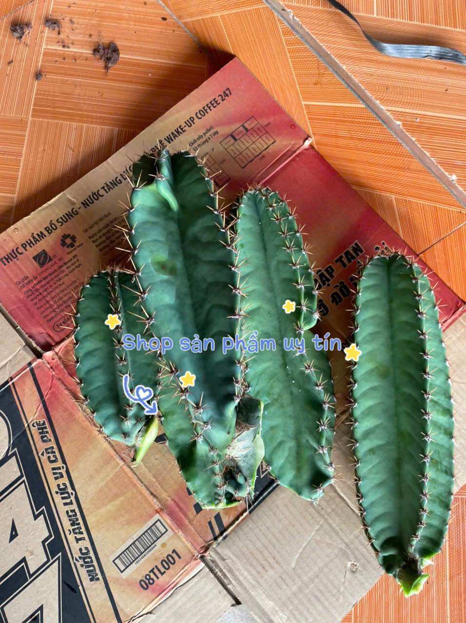 Xương rồng trụ xanh trang trí