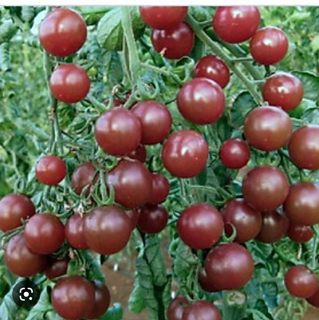 Hạt giống cà chua bi socola, Hạt giống tốt năng suất cao