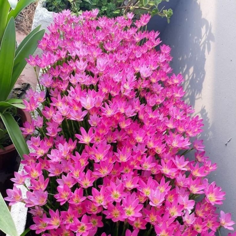 10 củ huệ mưa to như hình