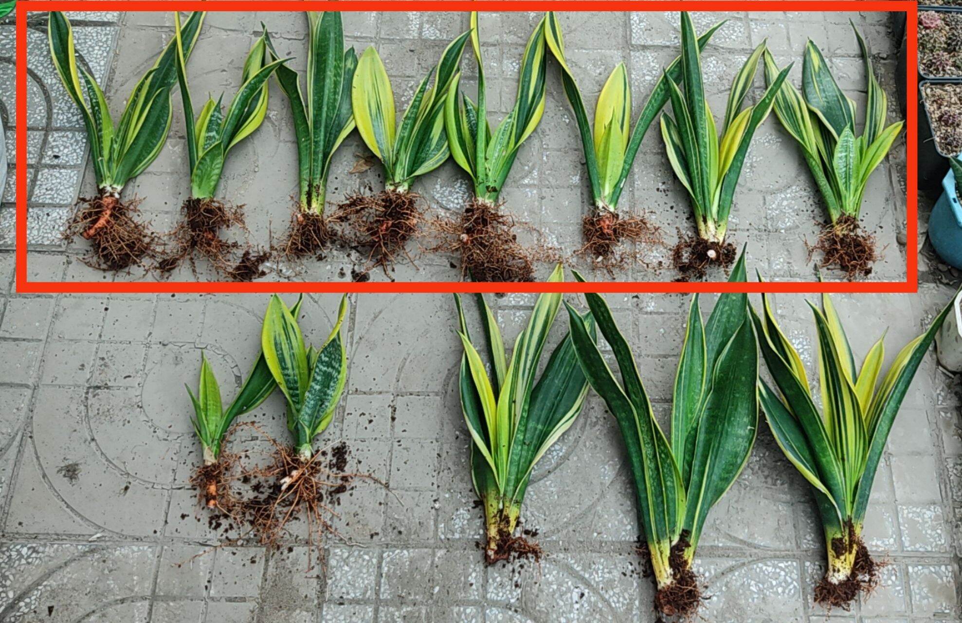 Lưỡi hổ vàng - Sansevieria Golden Flame