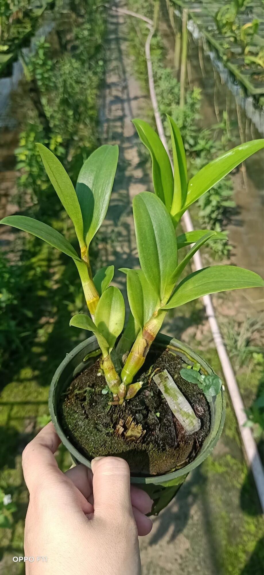 Lan Dendro ba đỏ ba vàng cây tơ đẹp
