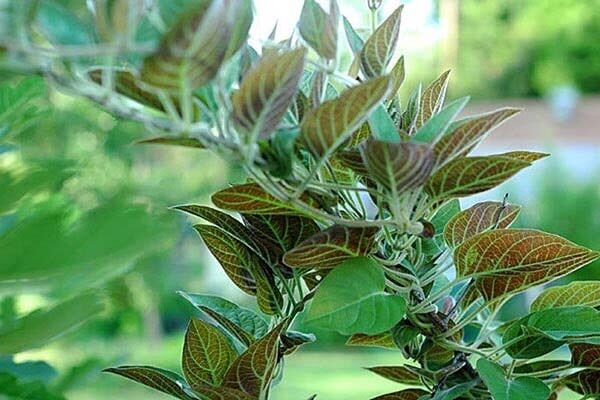 Lá mơ lông tươi(500g)