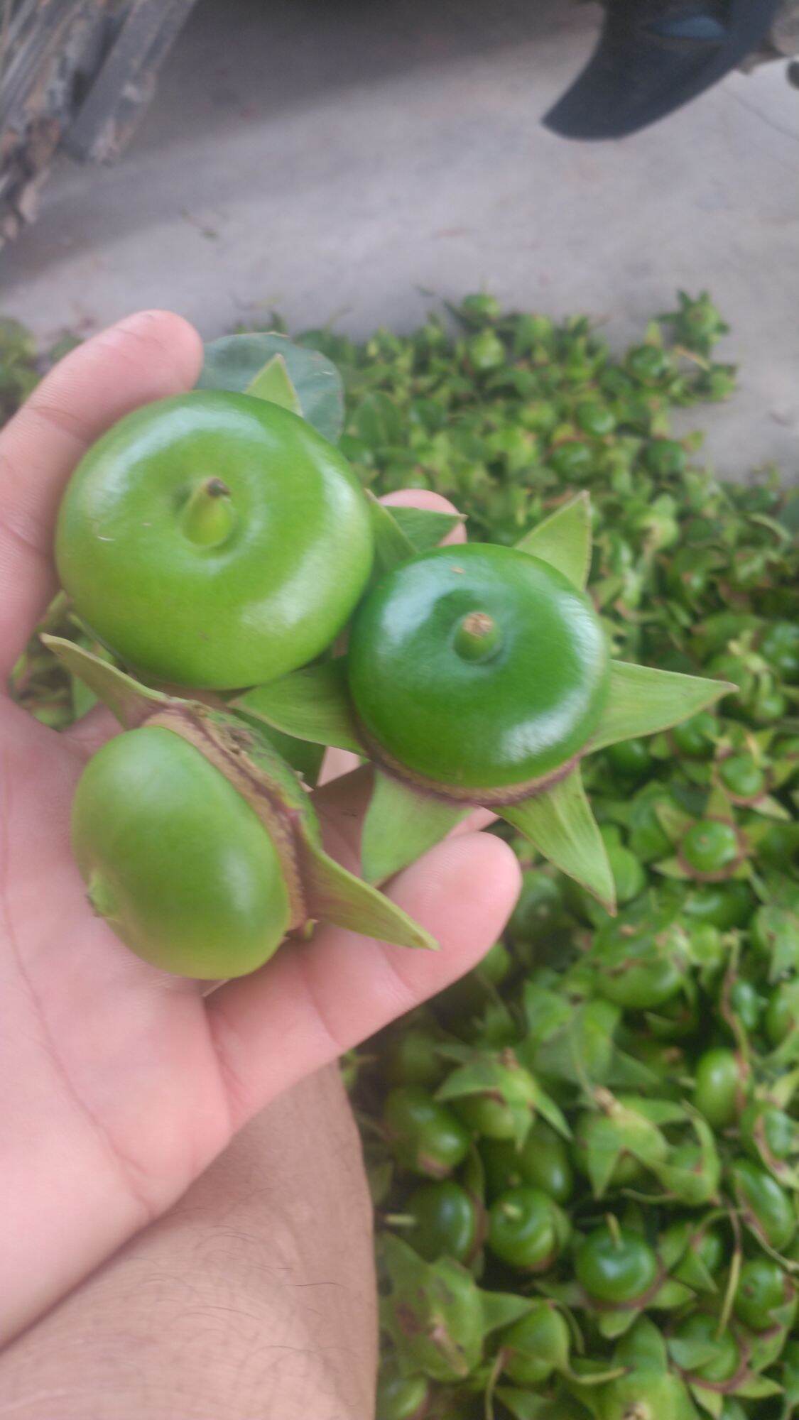 1kg quả bần chua. 0975449688