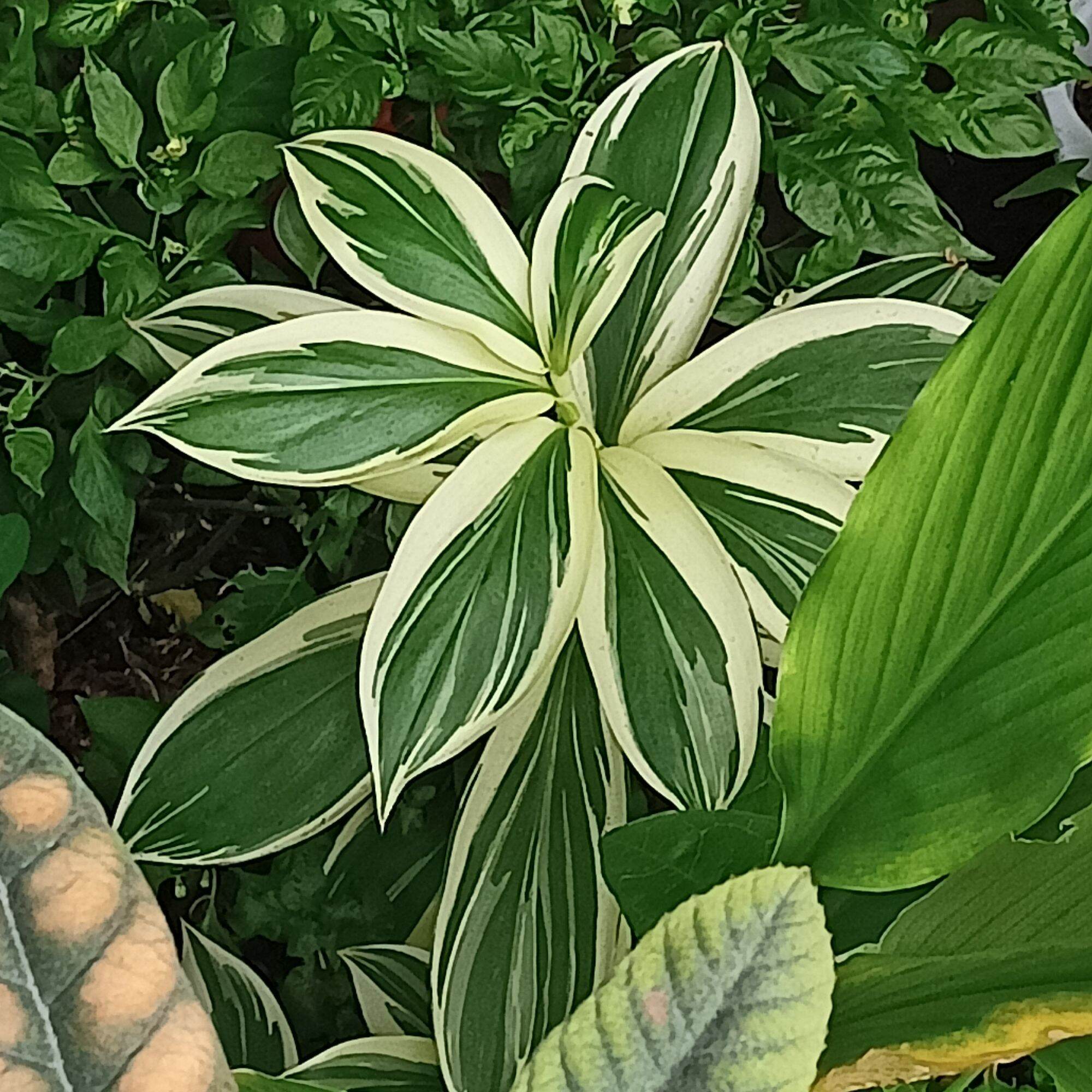 Cây chong chóng var, cát lồi đột biến, variegated spiral ring plant